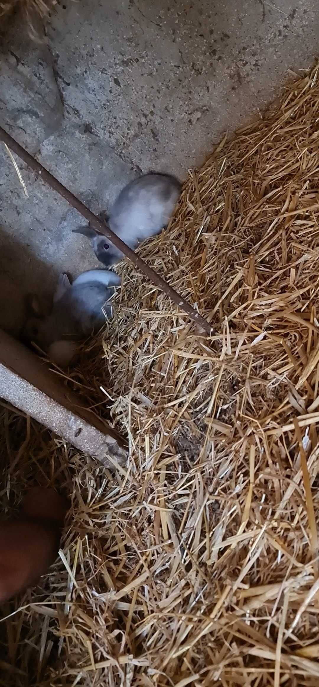 Coelhos de estimação