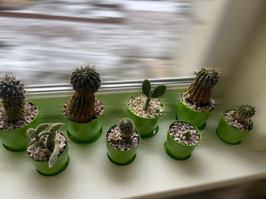 Обмінюю Ехінопсис на інші види кактусів