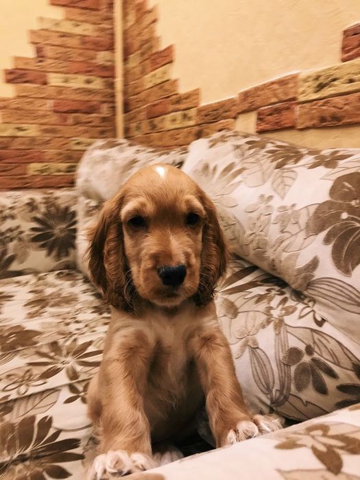 Англійський кокер-спаніель — дівчинка, що дарує тепло.