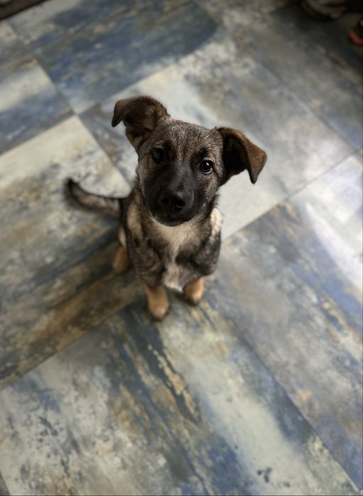 Цуценя дівчинка 4 місяці