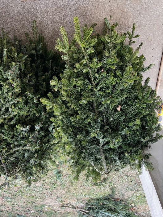 Все для декору до Нового року гілочки ялинки живі