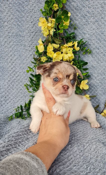 Excecional menino mini semi pelo Chihuahua/Chiuaua de Qualidade