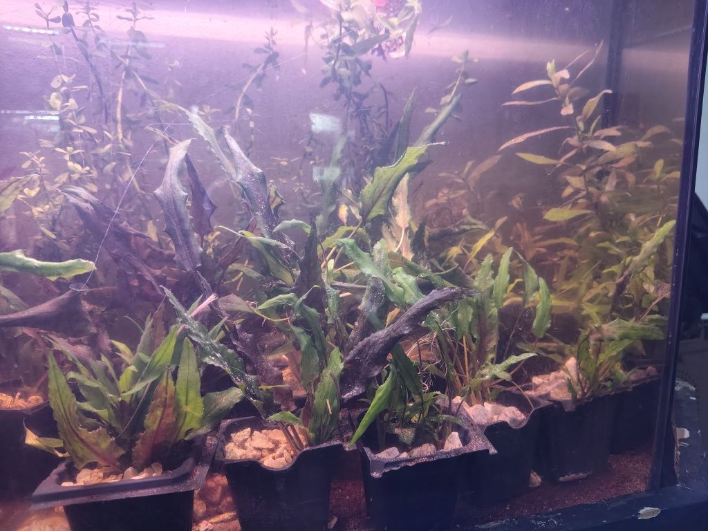 Plantas  aquário
