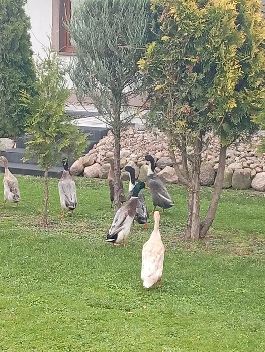 Kaczki biegusy sprzedam