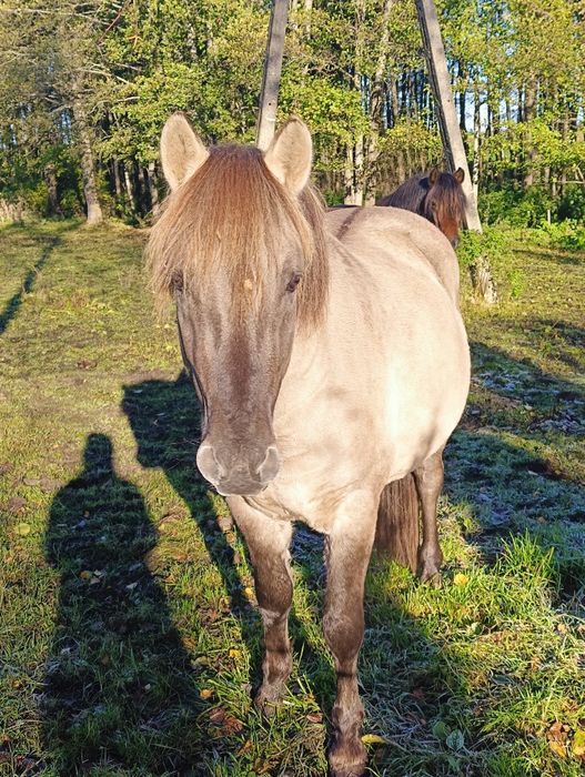 2 konie na sprzedaż HUCUŁEK I KONIK POLSKI