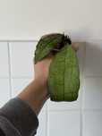 Hoya clemensiorum hoja