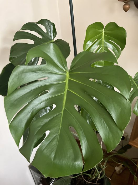 Monstera piękna 150 cm wysok.