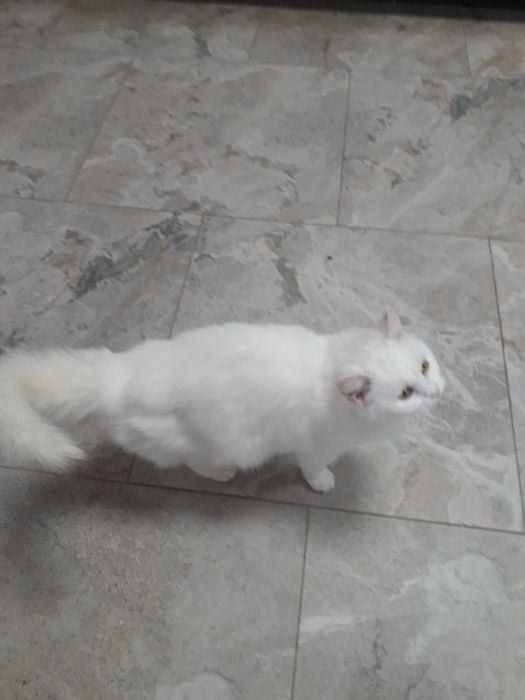 Віддаю в добрі руки