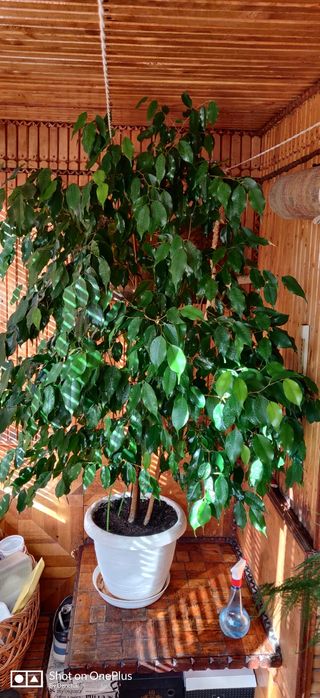 Фи́кус Бенджами́на