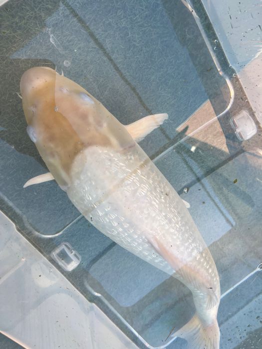 Carpa Koi Jumbo!