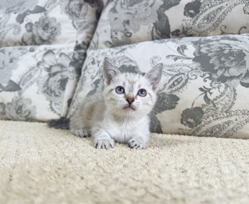 Счастье можно приобрести )