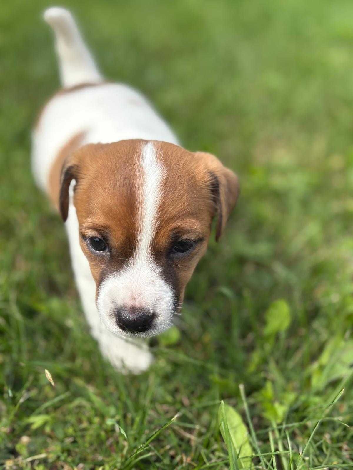 Sunia Fibi Jack Russel Terrier/ Magic Jack