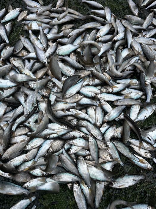 żywiec, płotka ,karaś