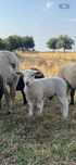 Borrego cx de sufollk com Ile france