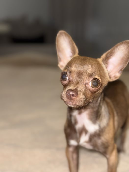 Продам Чіхуа-хуа