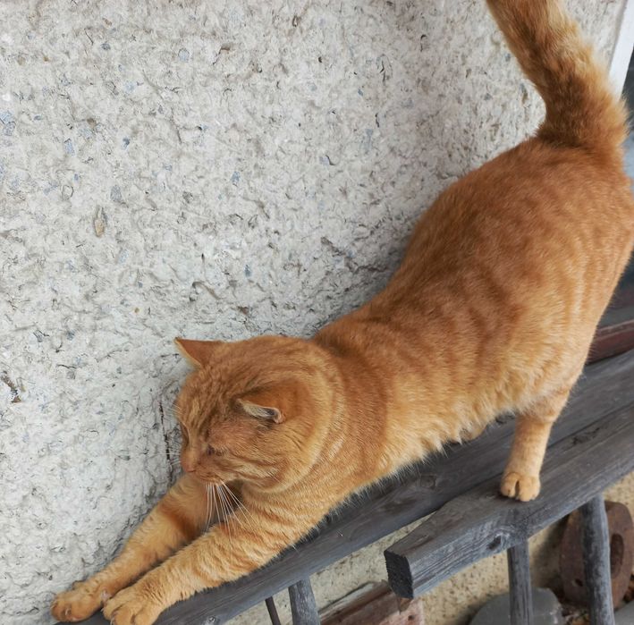 Рудий котик шукає дім