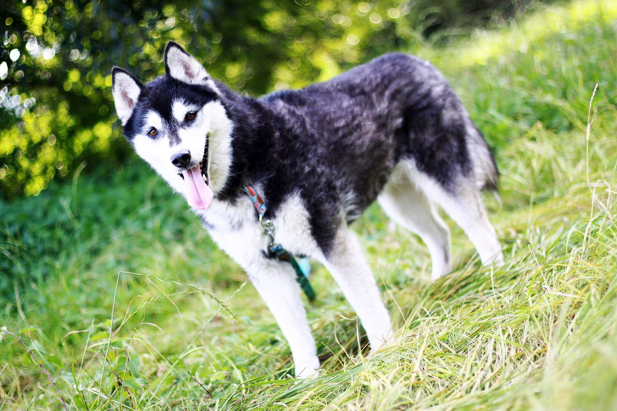 Kochana, przyjazna czarnulka, suczka husky szuka domu