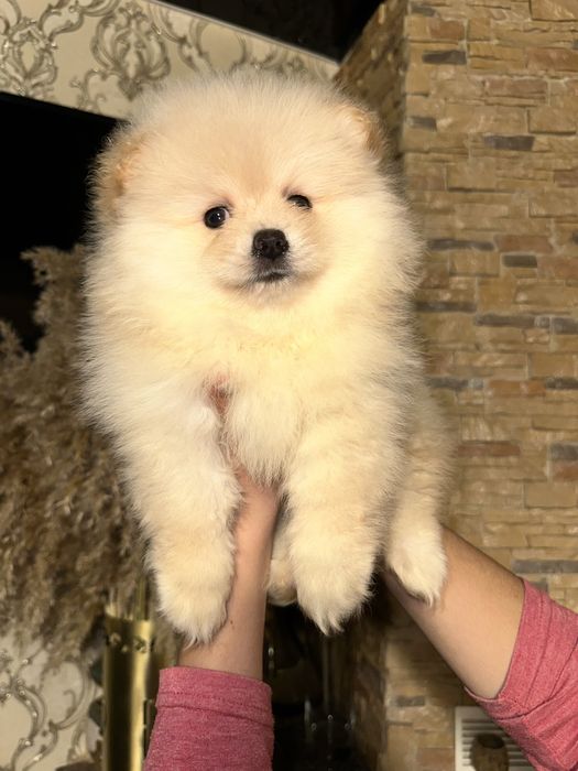 Мініатюрна дівчинка 2.5 місяці