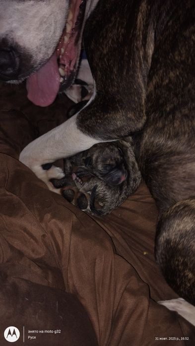 Пітбулі безкоштовно, в добрі чуйні руки