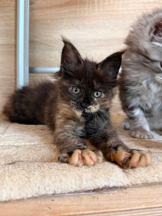 Kotka Maine coon czarna szylkretka f 09