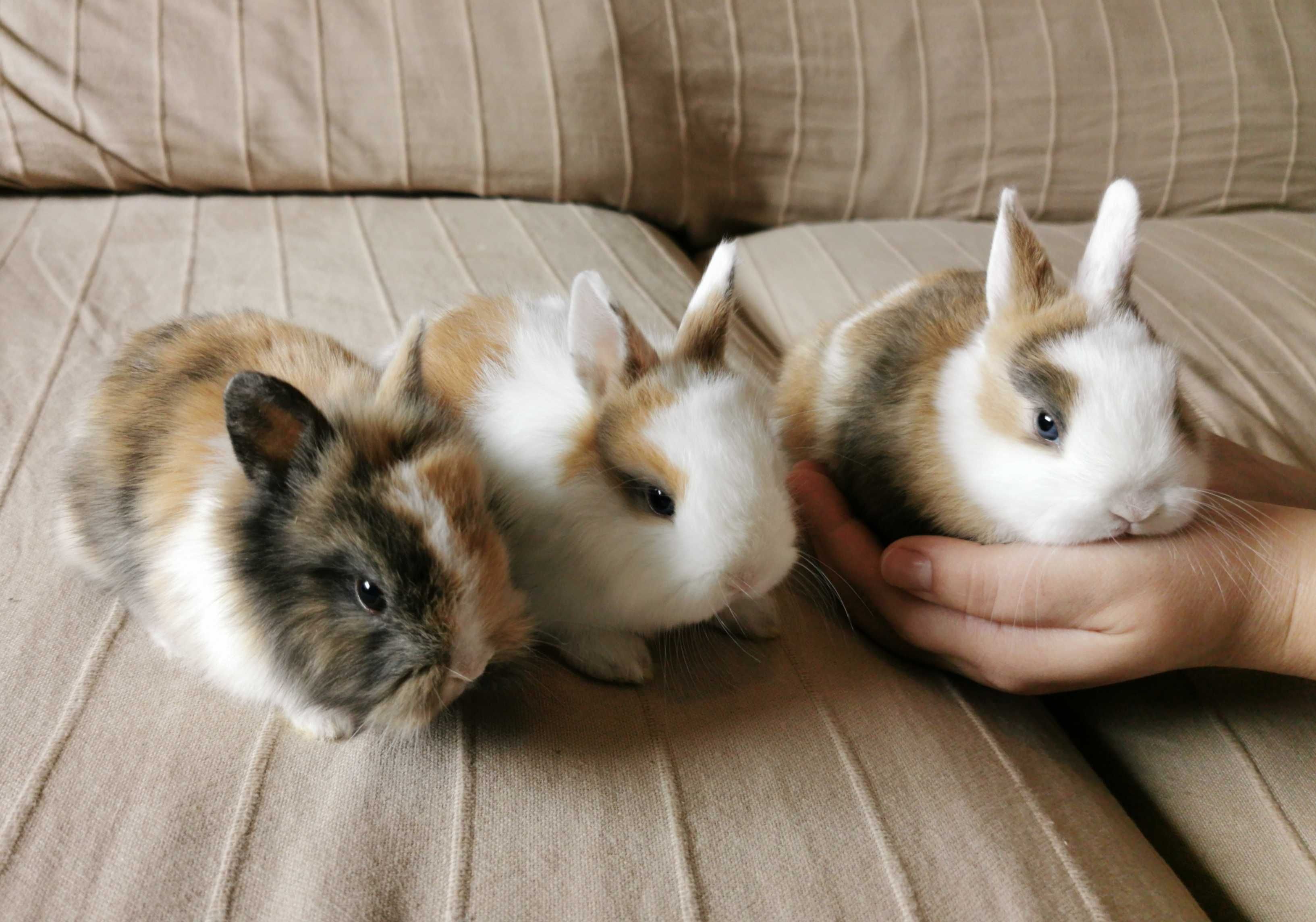 KIT Coelhos anões minitoy e mini holandês muito fofos e dóceis