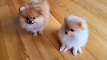 Szpic/ pomeranian miniatrowy z rodowodem