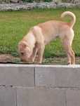 Cadelinha sharpei