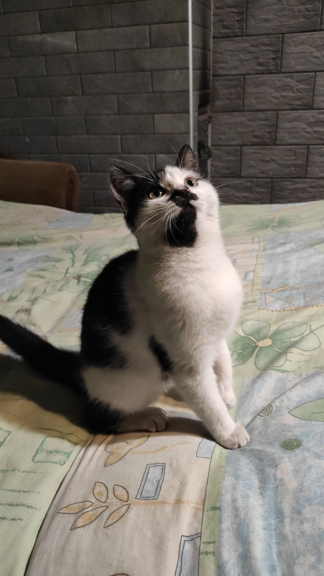Киця, кошеня ,котик