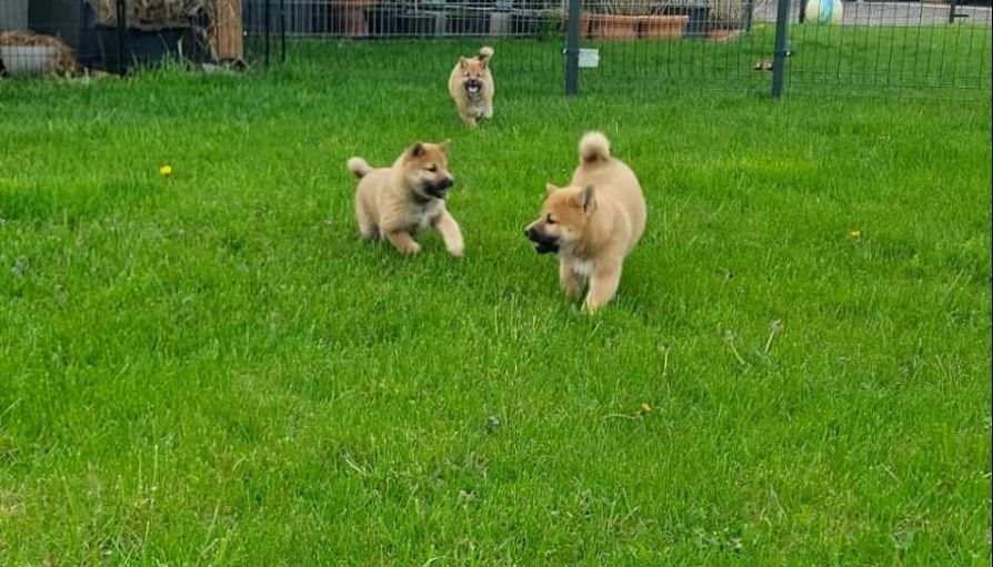Shiba Inu szczenię