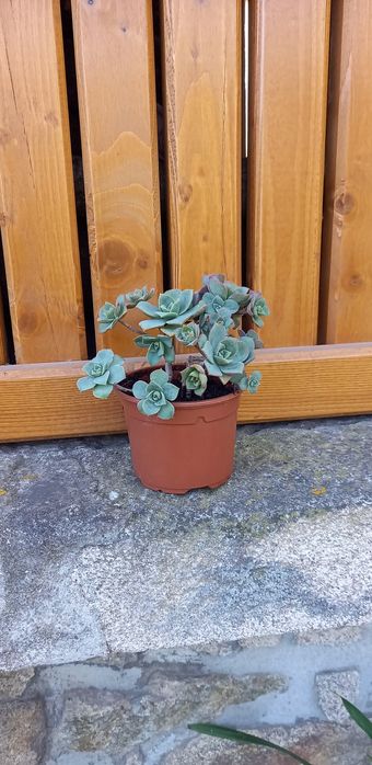 Muda de cato Aeonium