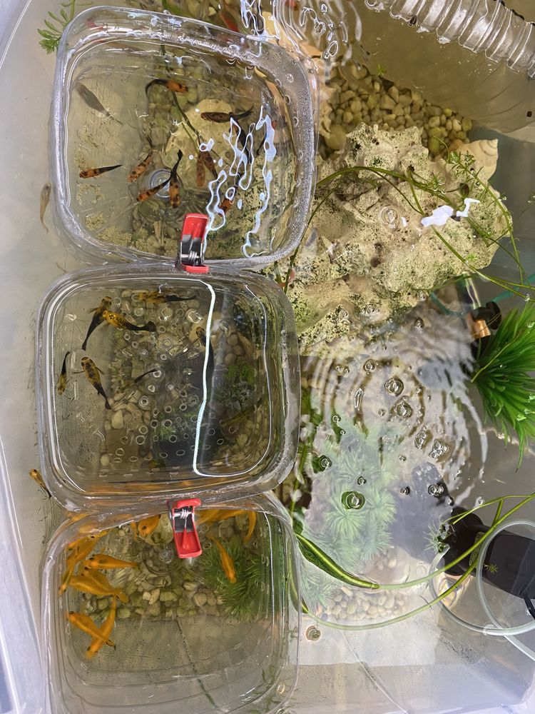Peixes variados e aquarios