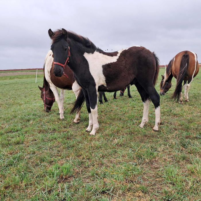 Sprzedam ogierka huculskiego. Ogier. Hucuł.