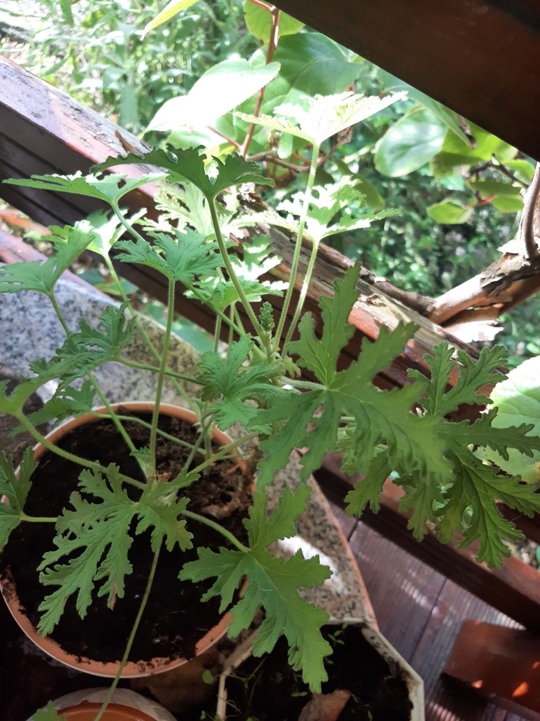 Anginka, geranium, pelargonie pachnąca