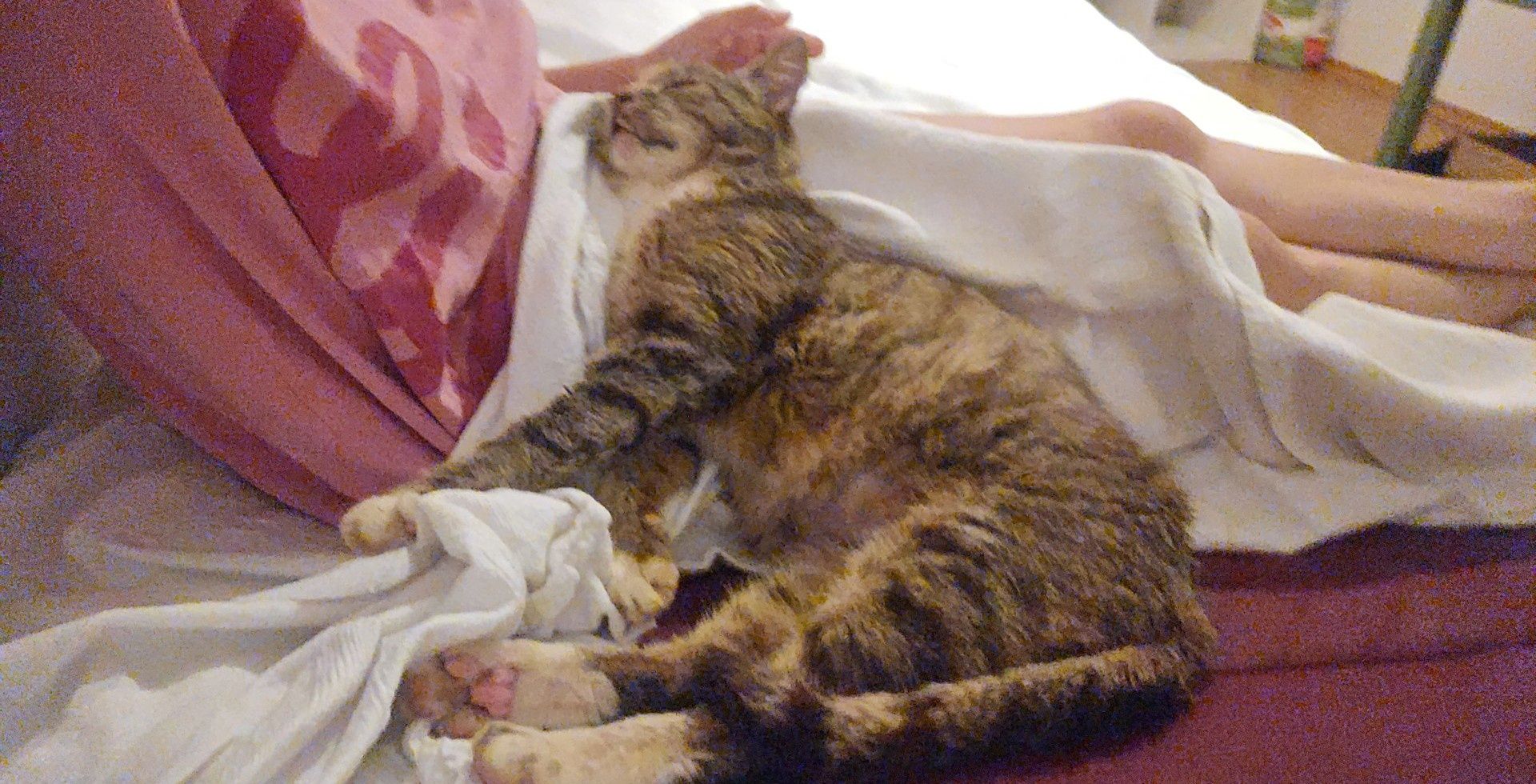 Oddam kotke! Śliczna kotka do adopcji