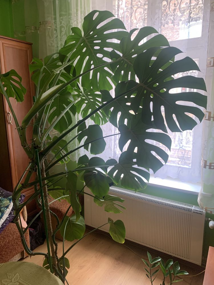 Monstera piękna, duża z duzymi liśćmi