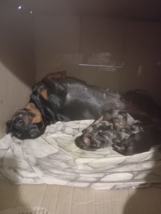 Цуценята такси міні та кроляча.