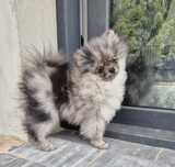 Pomeranian Blue Merle szpic miniaturowy