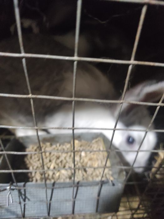 Кролики різного віку