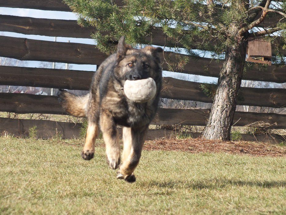 Wyszkolę psa- Szkolenia szkolenie psów