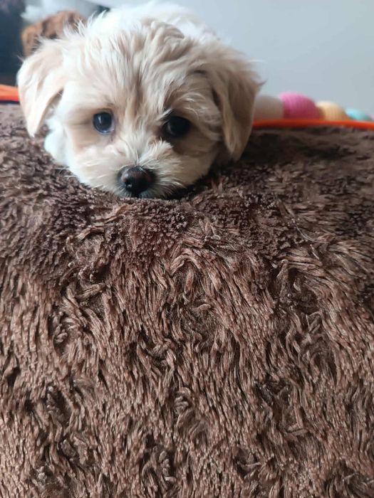 Uroczy szczeniak Maltipoo