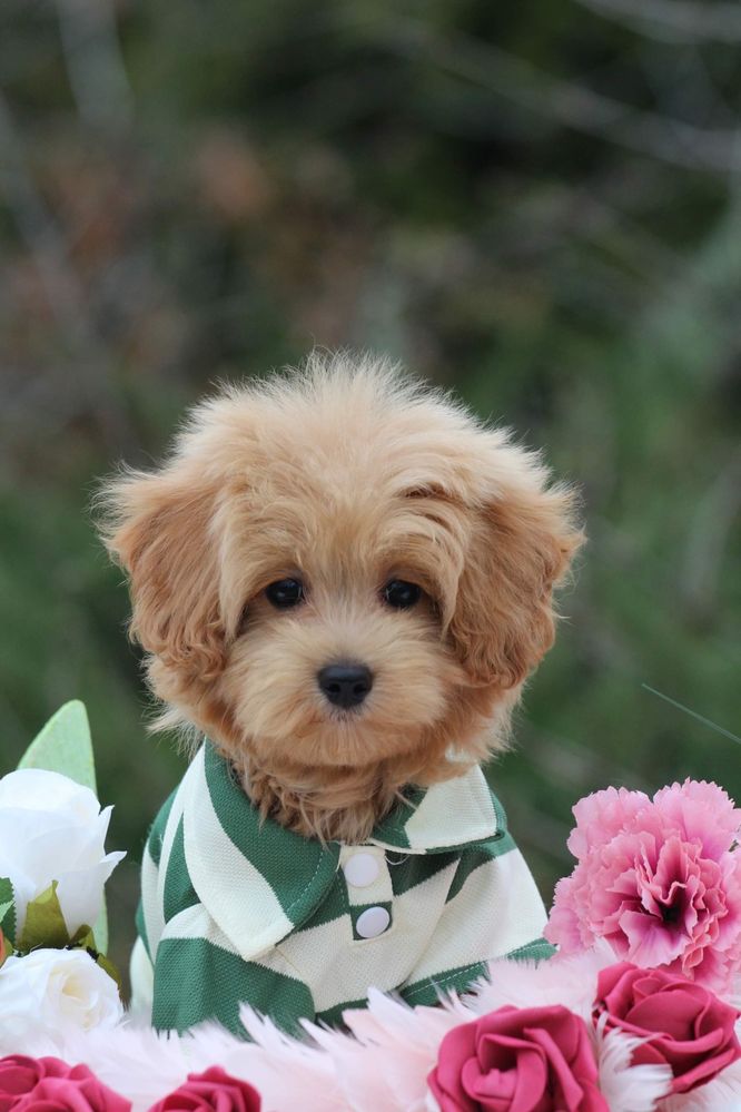 Maltipoo piesek gotowy do odbioru