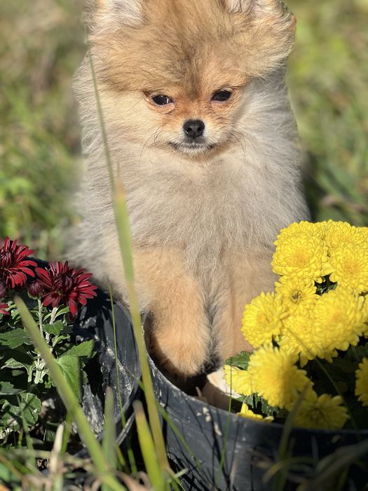 Померанский шпіц 4 міс Кобель