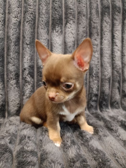 Чудові малюки чихуахуа