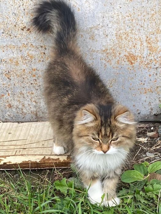 Гарнюній котик в добрі руки