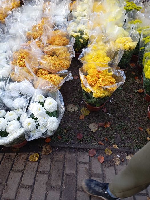 Chryzantemy na cmentarz od 20-40zł