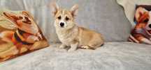 Welsh Corgi Pembroke, piesek z krótkim ogonkiem