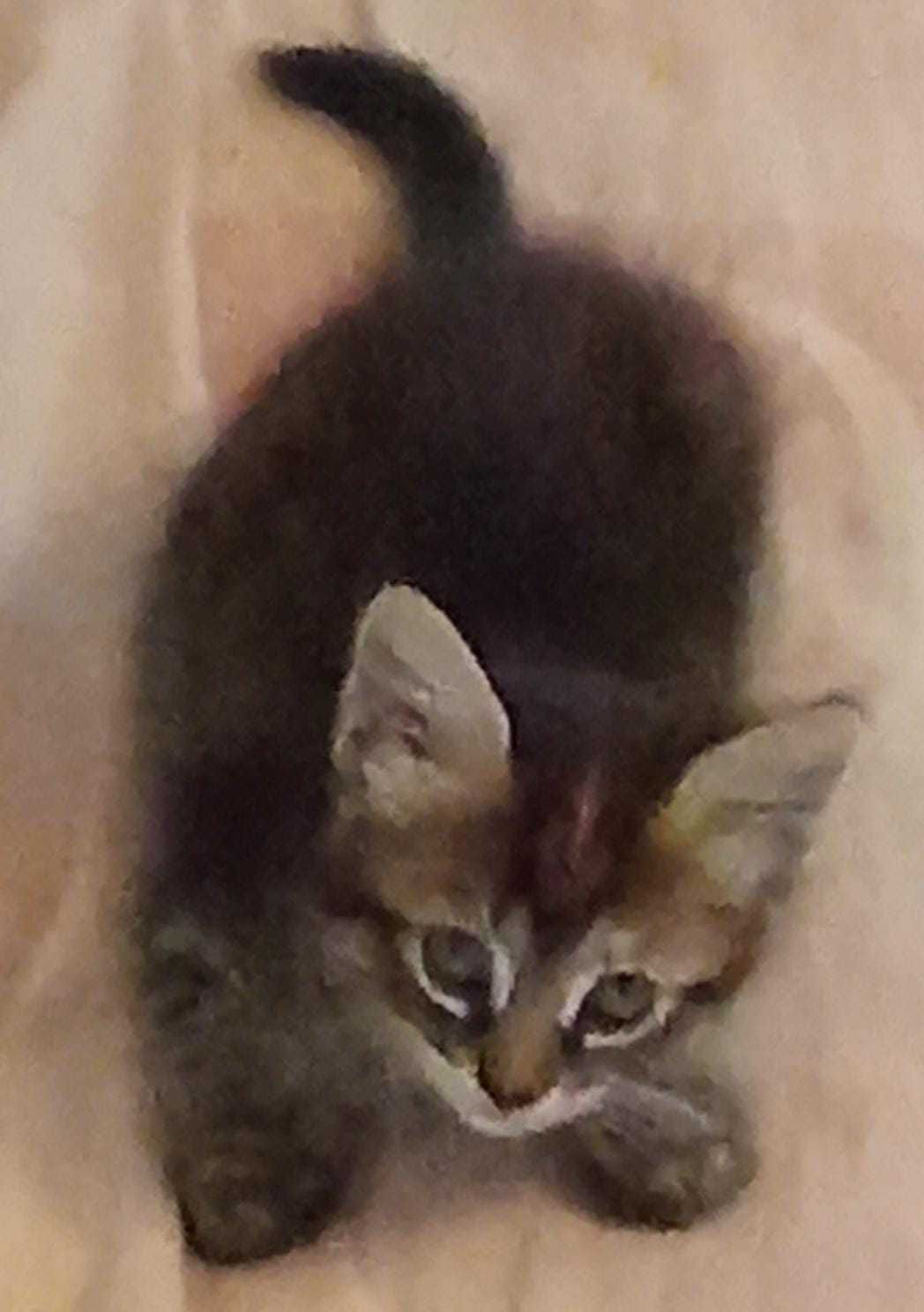 Gatos com 2 meses para adoção