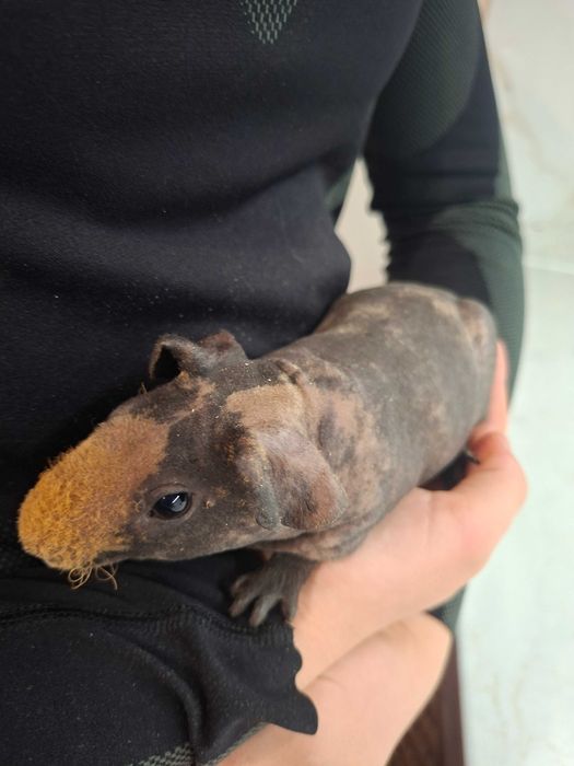 Samczyk skinny- mloda świnka morska. Cavia domowa