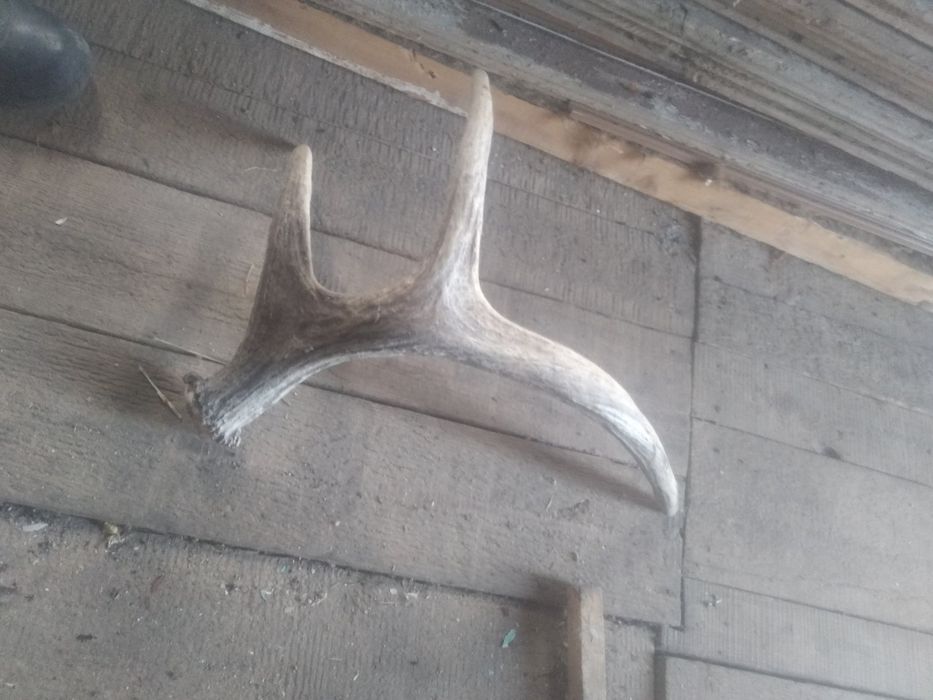 Рога оленя рога оленя