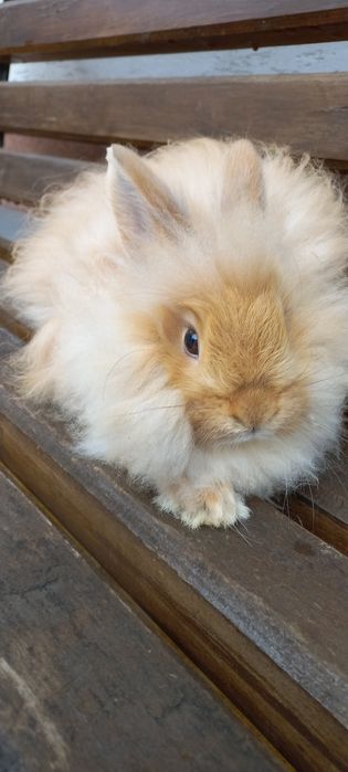 Krolik miniaturka karzełek teddy samiczka